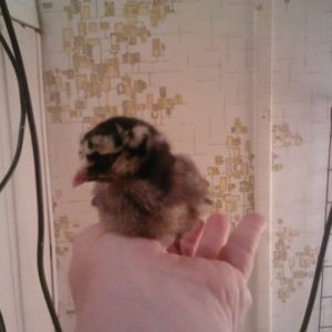 She is a Silver laced wyandotte