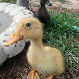 Indian Runner duckling and a Cayuga ducking.