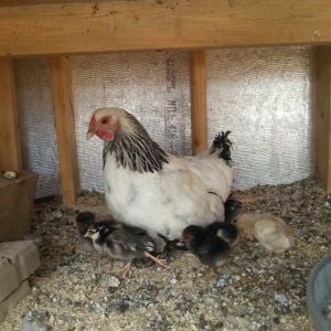 Silver wyandotte and assorted chicks.