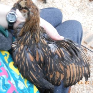 Is this a gold laced wyndott?