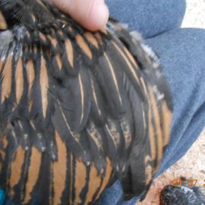 Is this a gold laced wyndott?