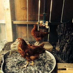 Day 10: They are growing so fast! They didn't come down from the coop for the past couple days. They finally did today, but hid behind the stump until I went into the run. I'm glad that they're so comfortable with me. They still won't eat out of my hands, but they like to be near me.