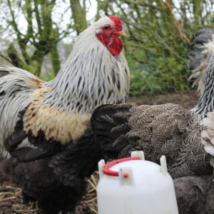 left, George our silver dark cockerel and his favourite female Row (right) a dark brahma pullet. With a bit of Red's tail feathers trying to crash the photo ;)