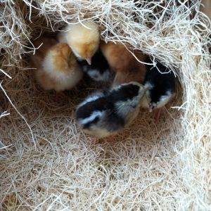 Just before driving home: Golden Buff (sex-link), Buff Orpington, Easter Egger, Buckeye, Black Copper Maran and a tiny Silver Grey Dorking in front.