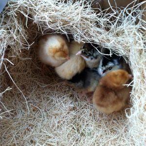 Golden Buff, Buff Orp, EE, Maran, Buckeye and little crouching Dorking