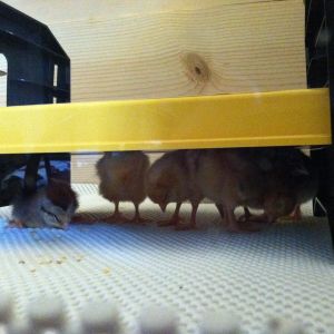 Everyone asleep standing with their backs to the warming plate and head down, except for the little Dorking on the left.
