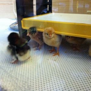 Sweet round Maran waddling around while Clara and Nettie the Buckeye watch from under the Ecoglow.