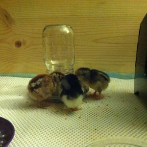 Dark girls gathered round the feeder