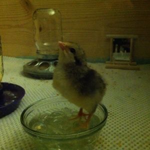 And this is why the glass marble bowl was taken away