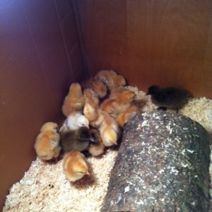 Everybody just put in.  Took about 2 minutes for them to explore the whole space.