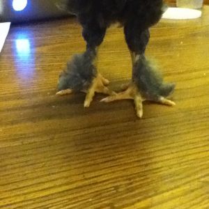 holy hairy legs