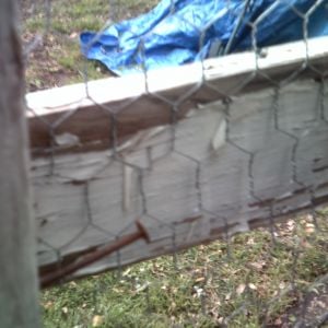 chicken wire on inside of chicken coop