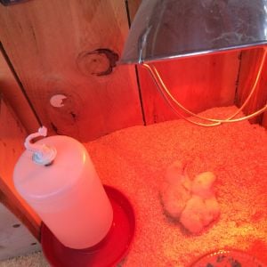 2 now in brooder, and awaiting 3 more to hatch!
