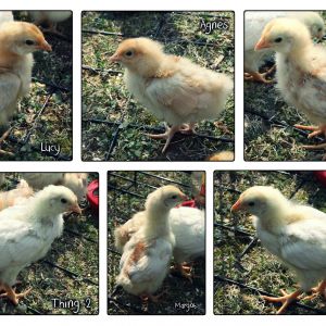 These are our new chickies ... 3 Red Sex Links, 1 Buff Orpington. and 2 Tetra Tints. They experienced the outdoors for the first time today and loved it.