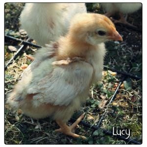 Lucy: 2-week-old Red Sex Link