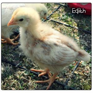 Edith: 2-week-old Red Sex Link ... I am suspecting might be and Eddie, due to prominent tail feathers. We'll see ...