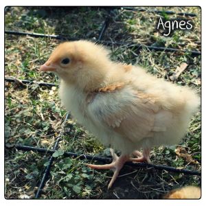 Agnes: 2-week-old Buff Orpington