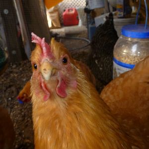 Peaches is wondering what all the fuss is about ... she didn't need peepers. She was my replacement for Henry (a Roo) ... and she is every bit as noisy as a rooster would have been! This girl crows loud every morning for the morning treats (fruit/veg scraps from the kitchen.)