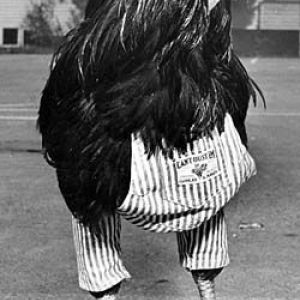 Buster, a roller skating rooster, navigates a girl's legs during photo session with former Los Angeles Times staff photographer Leigh Wiener.