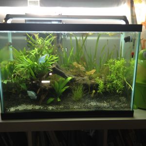 My critters - 20 gallon fish tank.
