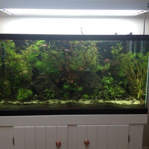 My critters - my 90 gallon fish tank.