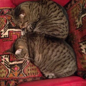 My critters - Lilly, lazy cat number one and Jackson, her son, lazy cat number two