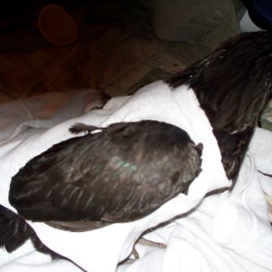 Java hen with sweat shirt arm "sweater"