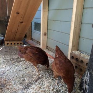 Day 14: In the two weeks we've had them, Penny and Janet have gone from cowering in the corner of the coop when I open the door to eating out of my palm. And on the mornings when they're slow to come down from their coop, if I sit in the run, they'll make their way out. They still don't like to be picked up, but they've definitely warmed up to me.