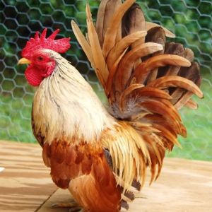 Serama Bantam Rooster-- he is SO handsome!