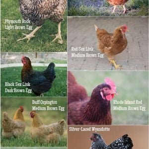 Chicken Breed Chart