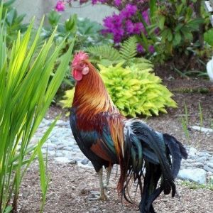 Yokohama Rooster. In Japan, these fowls are reared in tall perching cases, where the rooster's tail feathers grow to greater lengths.