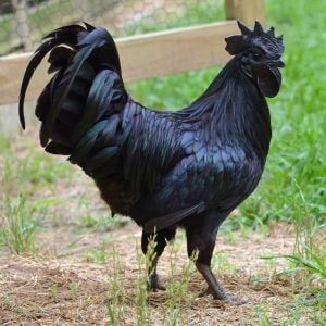 The Ayam Cemani breed of chicken. The tongue and inside of its mouth are black, along with its skin and feathers. Gorgeous birds that run about $2500 bucks apiece. Earlier this year (2013) eight hatching eggs sold on Ebay for close to $1400.