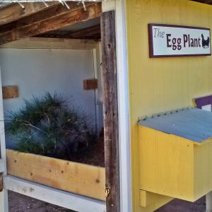 Quail in my Egg Plant