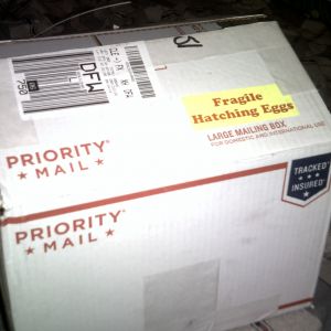 eggs arrive in mail Via very ****** off post-worker