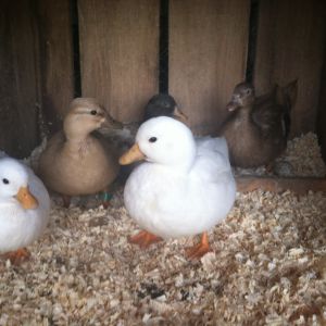 5 Calls in their house/coop