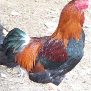 Partridge Chantecler