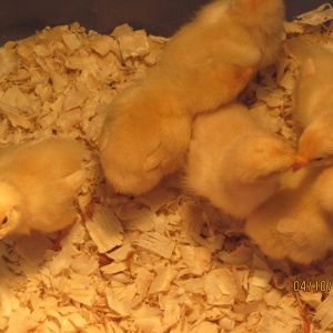 Our first try at raising chicks, Buff Orpingtons