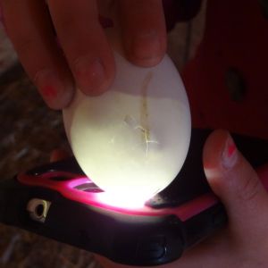 Day 20 candling