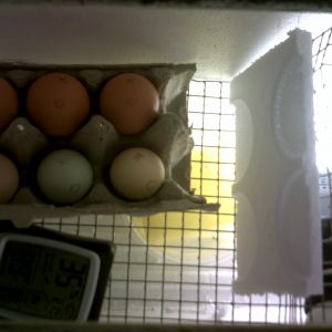 new hatching egg's from meyers in homemade incubator