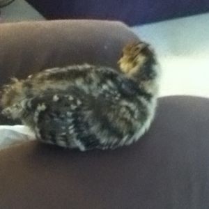 Arthur. best pet a girl could want. RIP