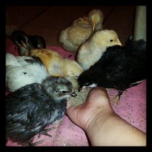 Hand feeding my Babies they are the sweetest lil things!!
