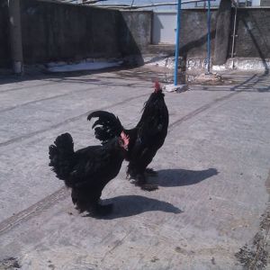 *
black azerbaijan 
marand breed