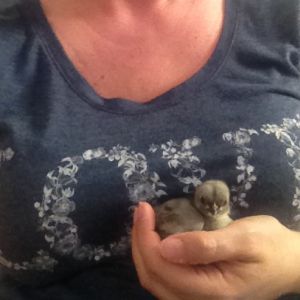 3 week old blue cochin chick
