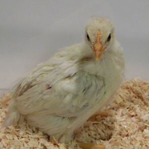 Amber White 2 4 wks