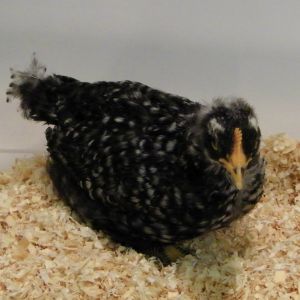Barred Rock @ 4 wks