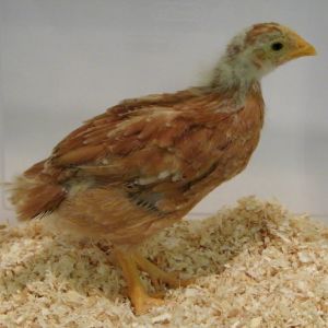 New Hampshire Red 2 4 wks