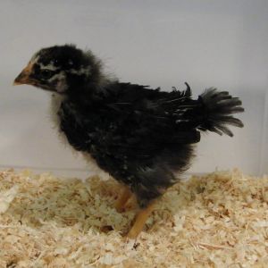 Dk Silver Laced Wyandotte @ 3 wks