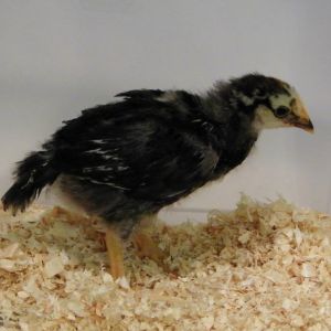 Lt Silver Laced Wyandotte @ 3 wks