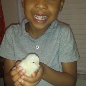 My son with one of the chicks