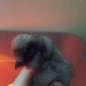 Silkie chick Hatched 4/12/2014